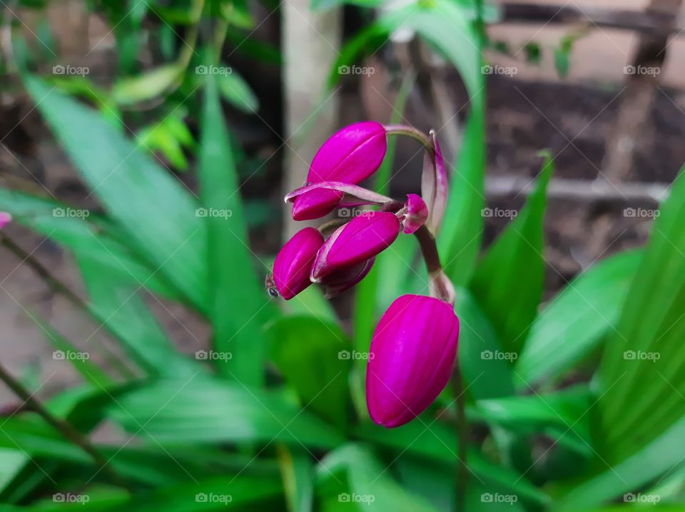 This is a one of beautiful flowers in my garden. Name: Orchidaceae, Family: Orchidaceae; Juss, Kingdom: Plantae, Order: Asparagales.