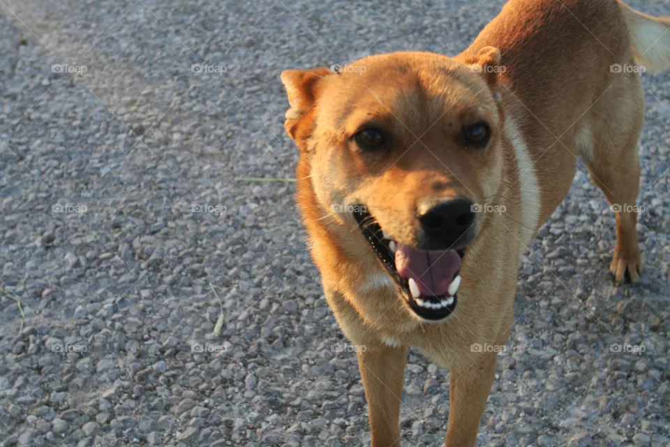 Dog