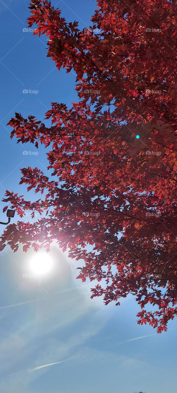 sunshine through the fall trees