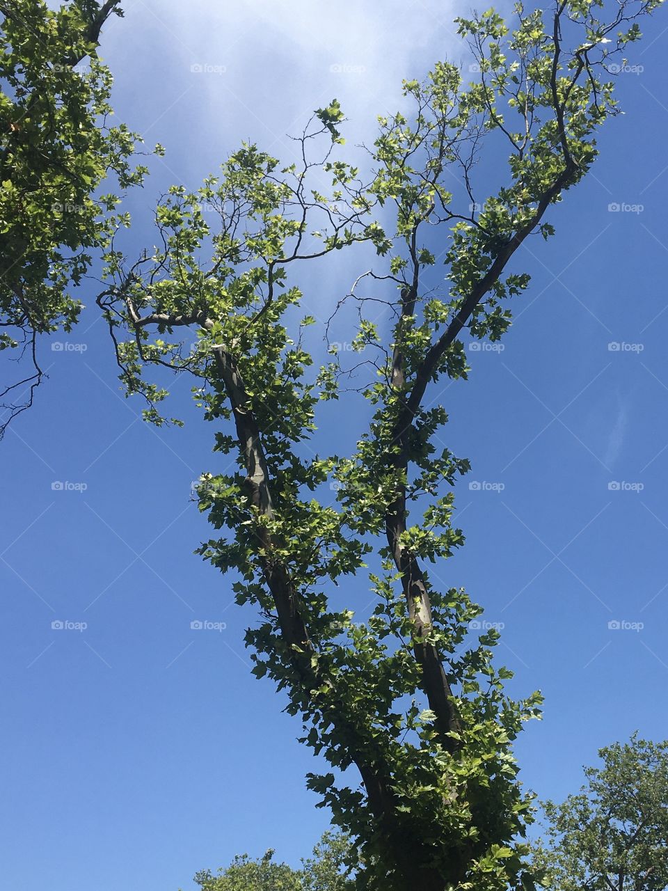 Maple tree with cerulean sky on glorious June day 