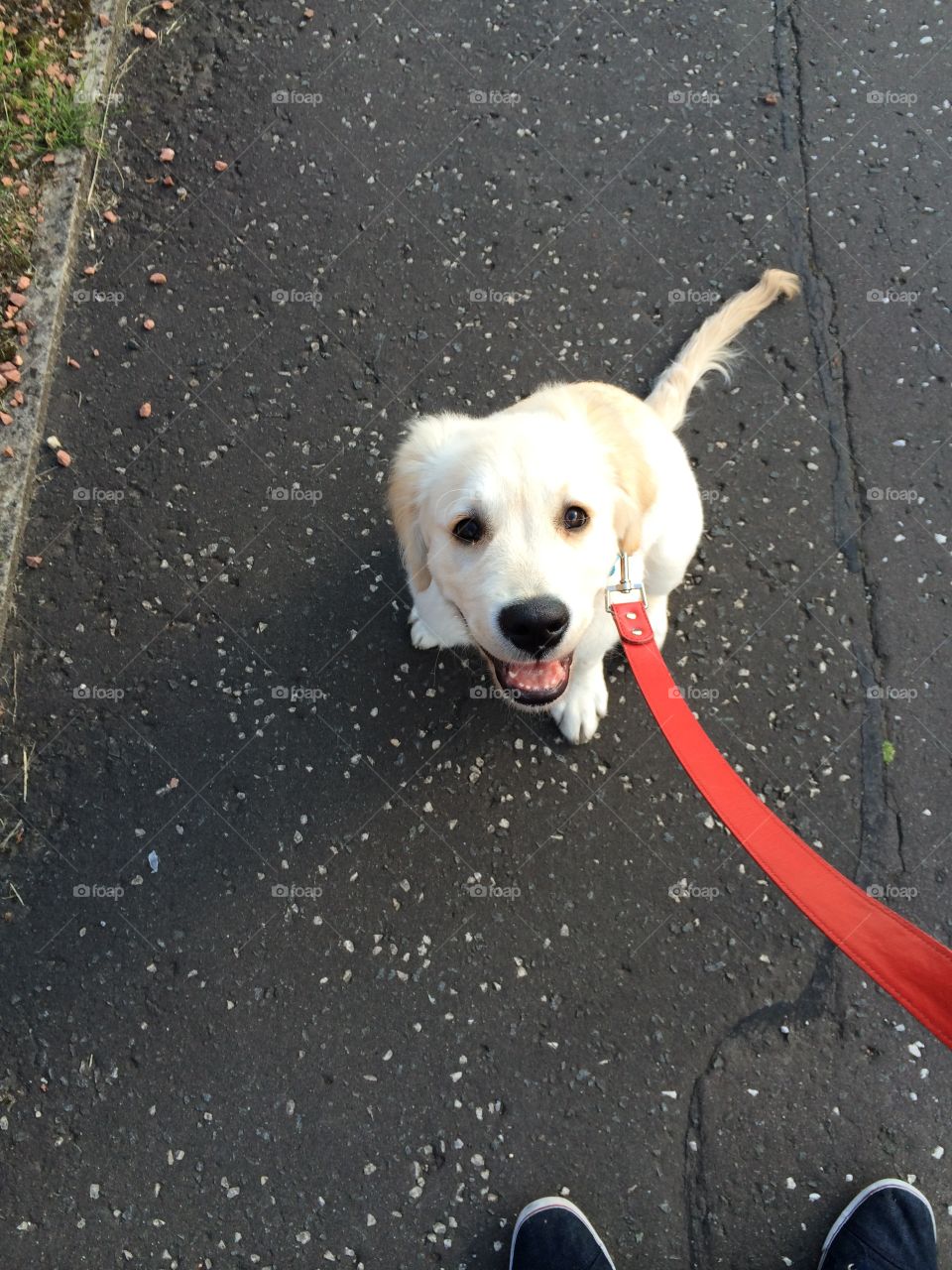 Golden retriever puppy out for a walk
