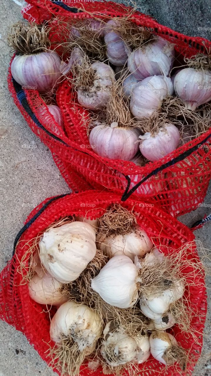 gorgeous garlic