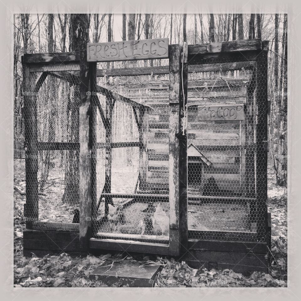 Chicken Coop. Home made out of recycled wooden pallets.
