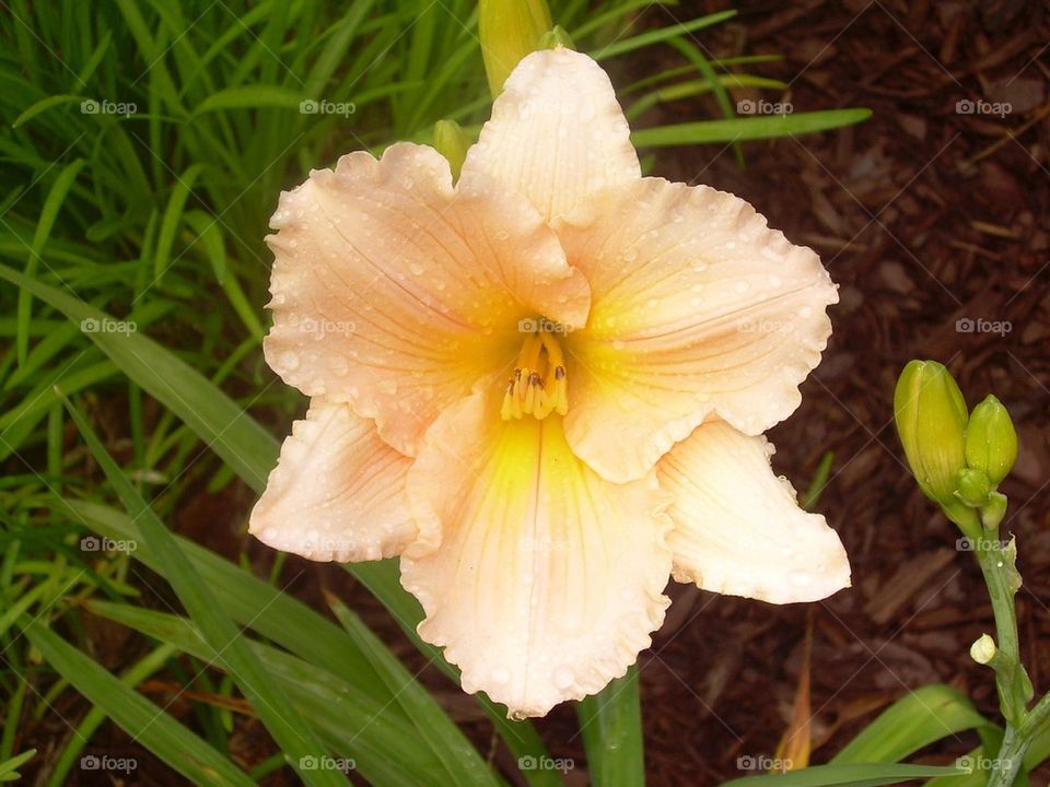 Daylily peach