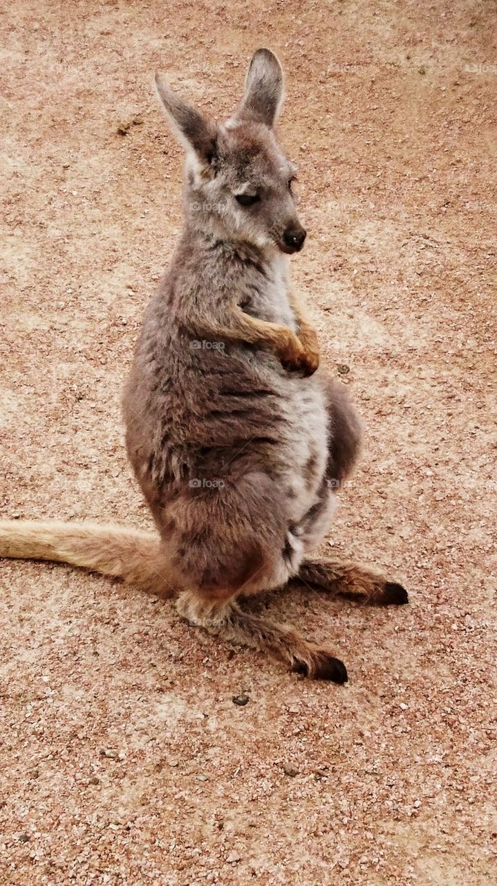 baby kangaroo