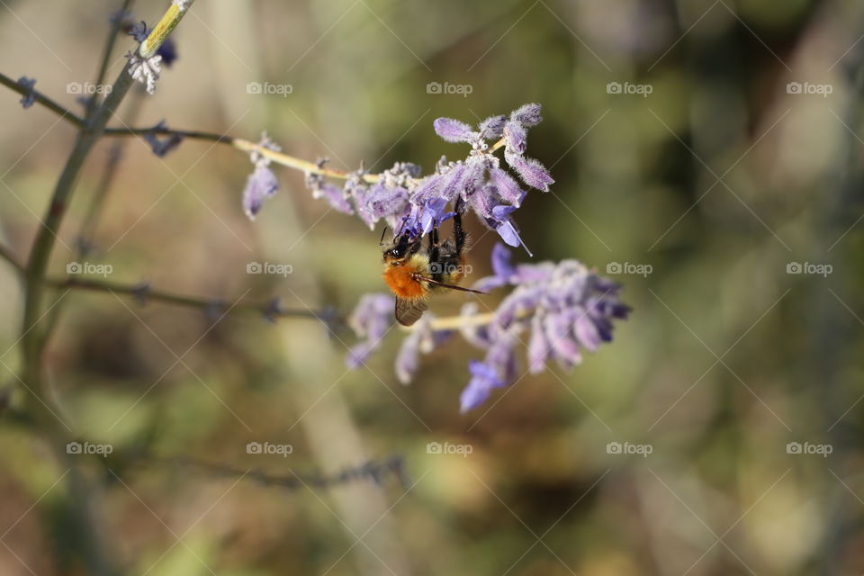 Big bee on lavender
