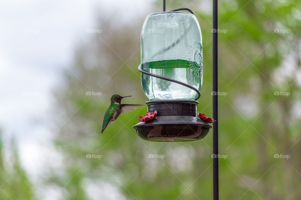 Close-up of hummingbird flying near bird feeder