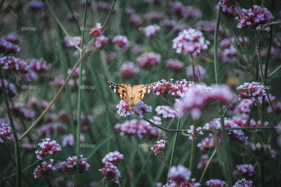 butterfly on flowers