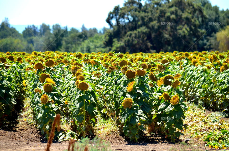 Sunflower Fields 🌻