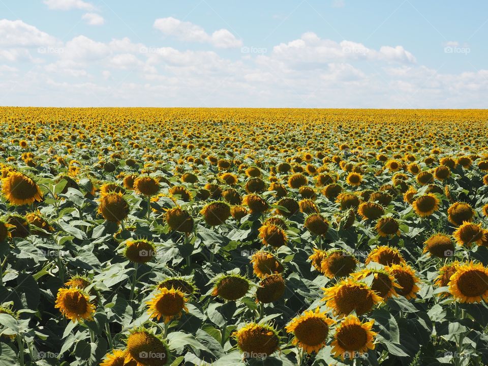 Sunflower fields forever 