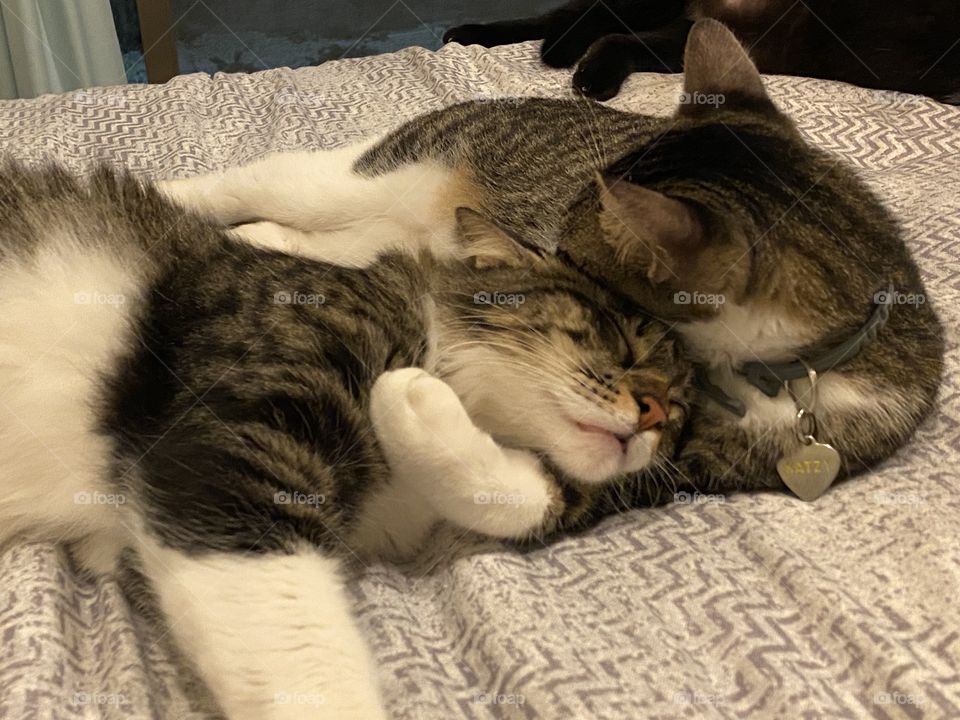 Kittens Taking a nap 