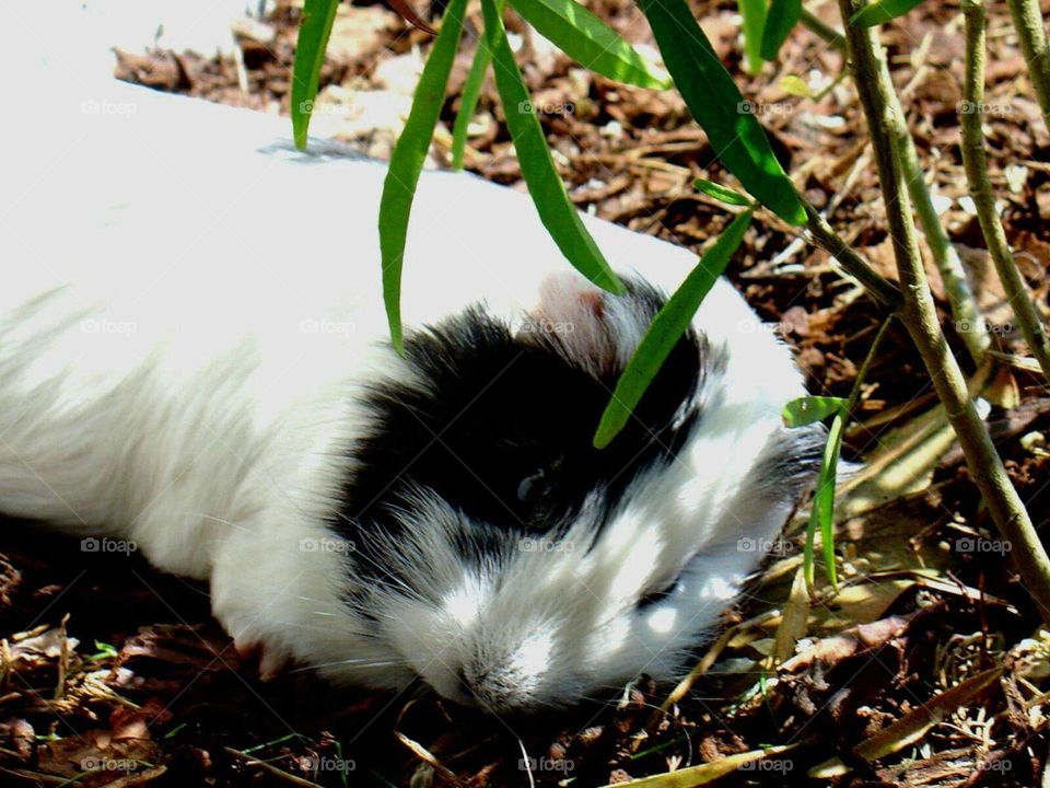 Sleeping guinea pig under a shrub