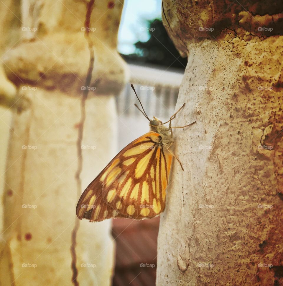 Fly fly butterfly 🦋....