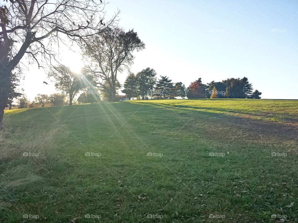 sunbeams on the grass
