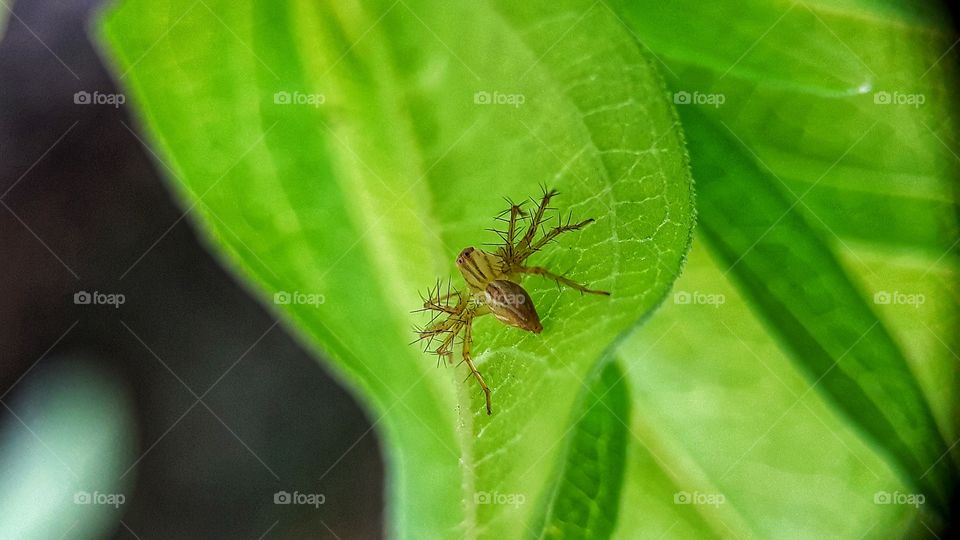 Hairy creatures called spider