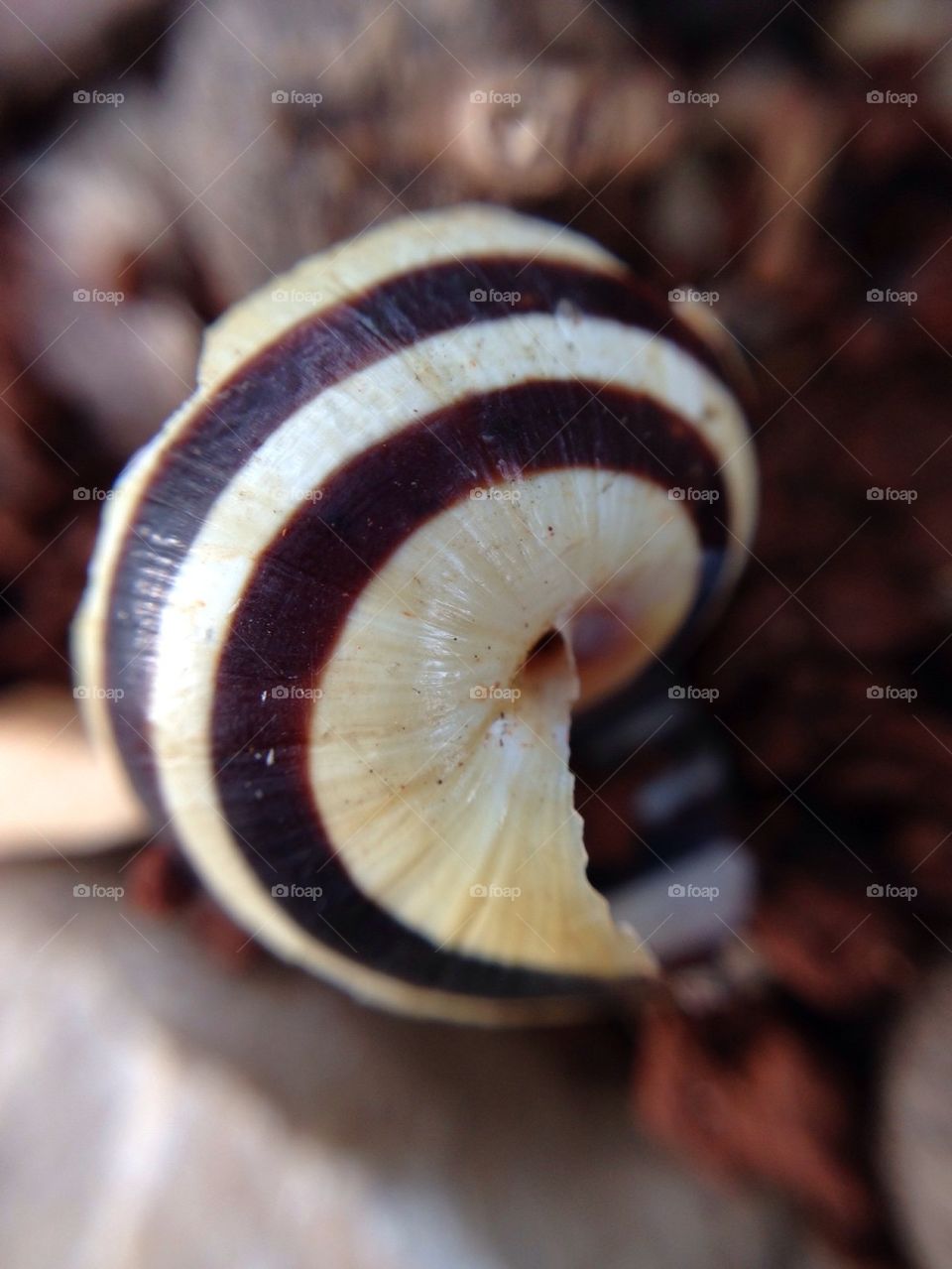 Snail