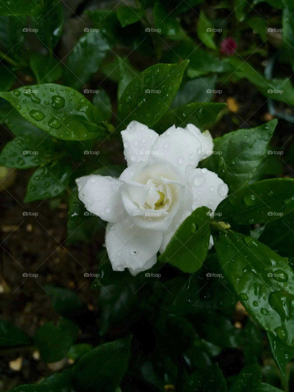 Little white flower. Gardenia jasminoides, the gardenia, cape jasmine, cape jessamine or jasmin.