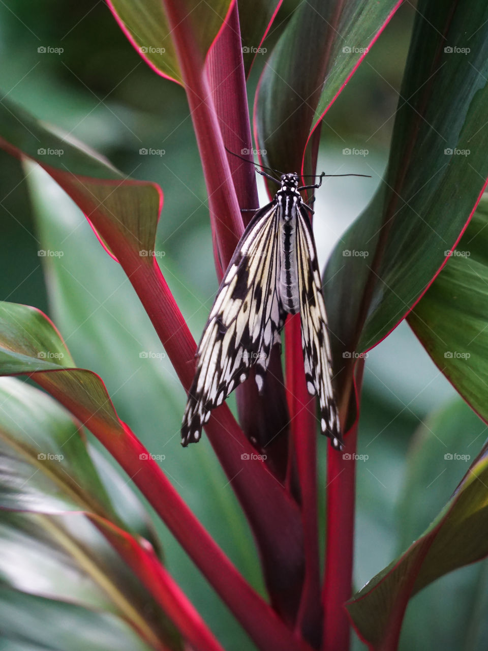 Tree Nymph on red stem