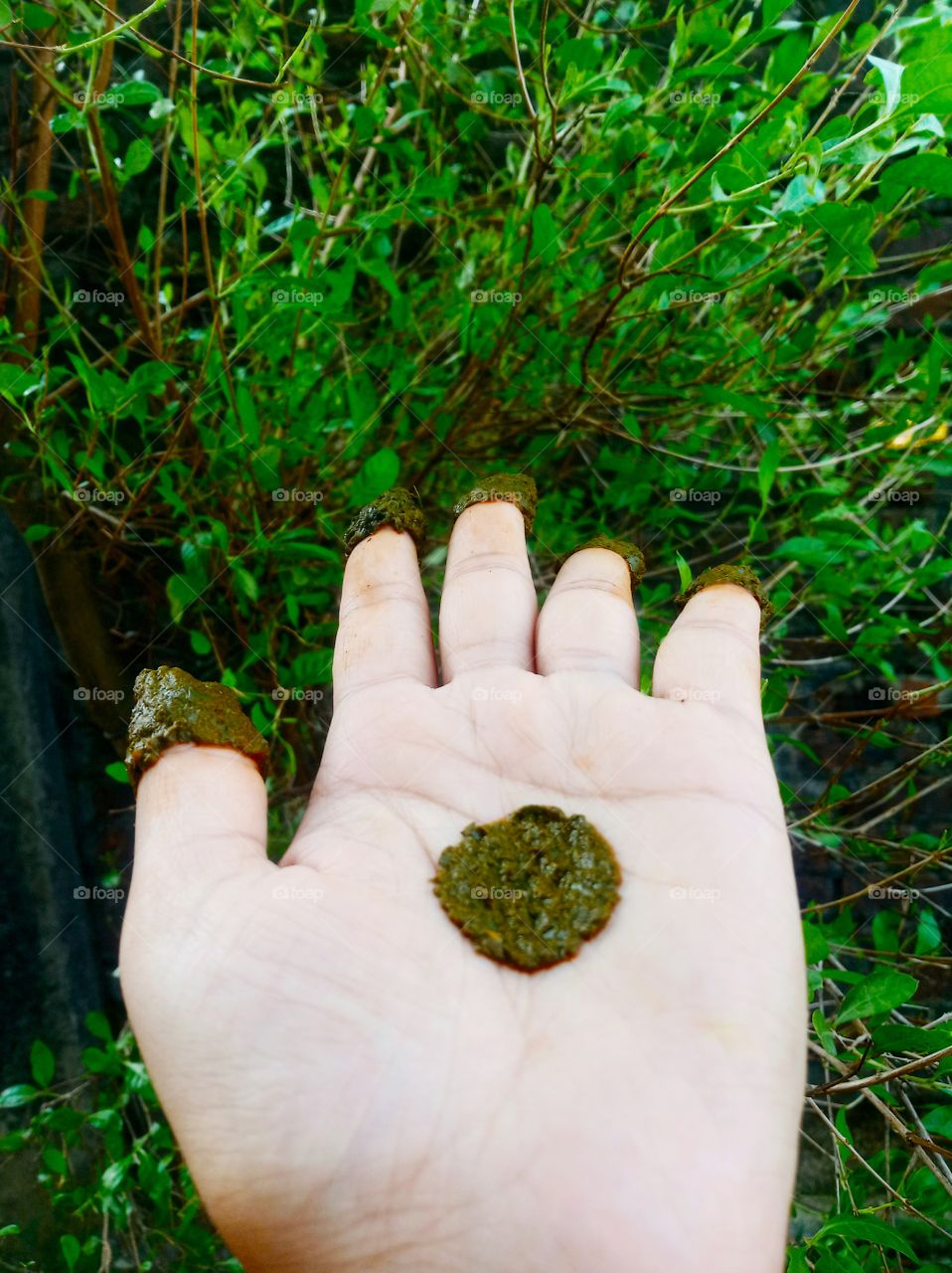 Mehndi is a form of body art and temporary skin decoration usually drawn on hands or legs, in which decorative designs are created on a person's body, using a paste, created from the powdered dry leaves of the henna plant (Lawsonia inermis).