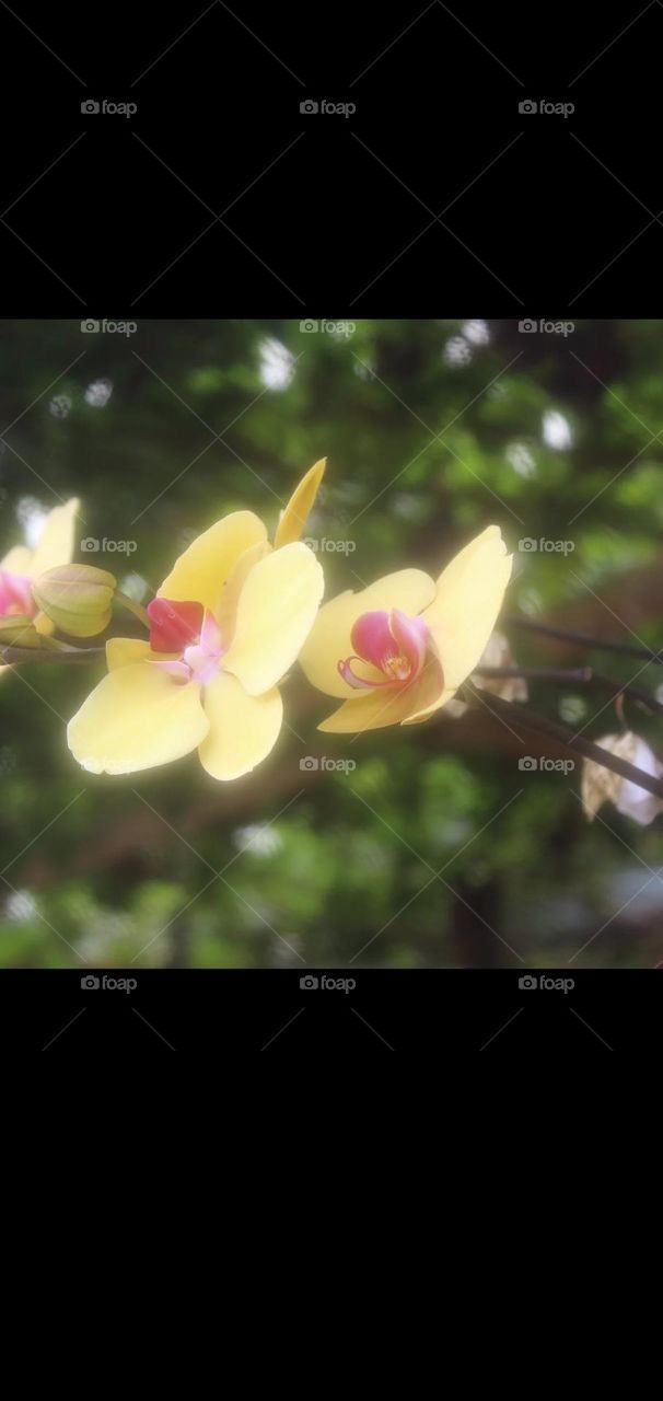 yellow orchid