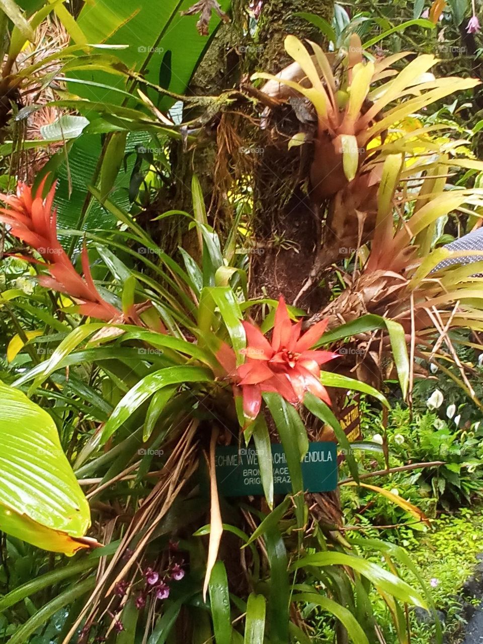 Bromeliad nesting case to center of plant. Sort of orange pink.