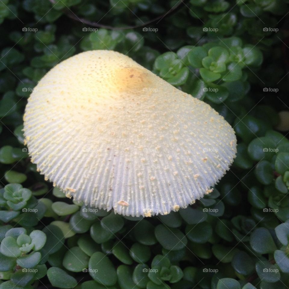 Mushroom in the garden 