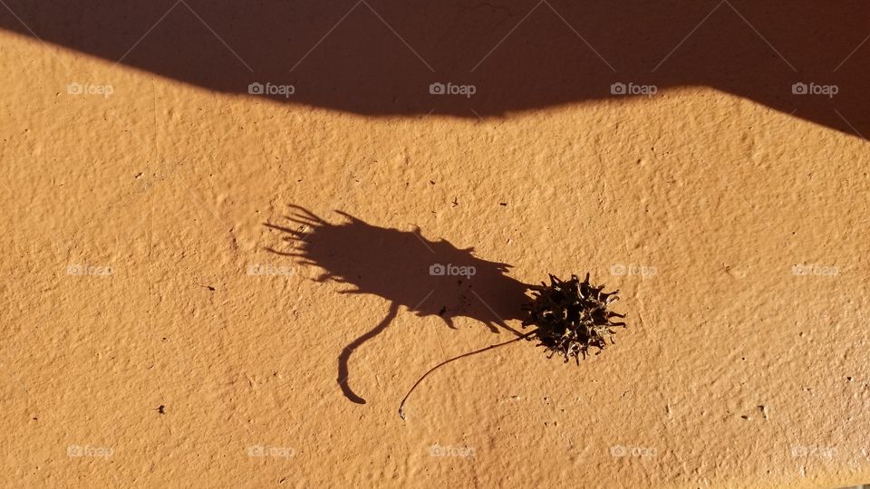 Sycamore Seed Pod and Shadow II