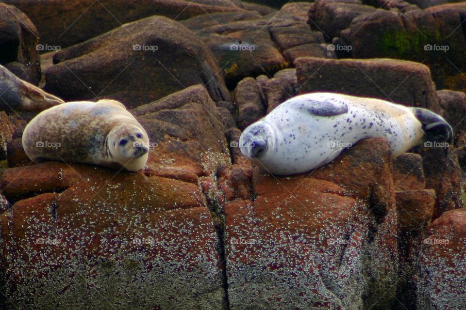 Harbor seals on the Maine coast