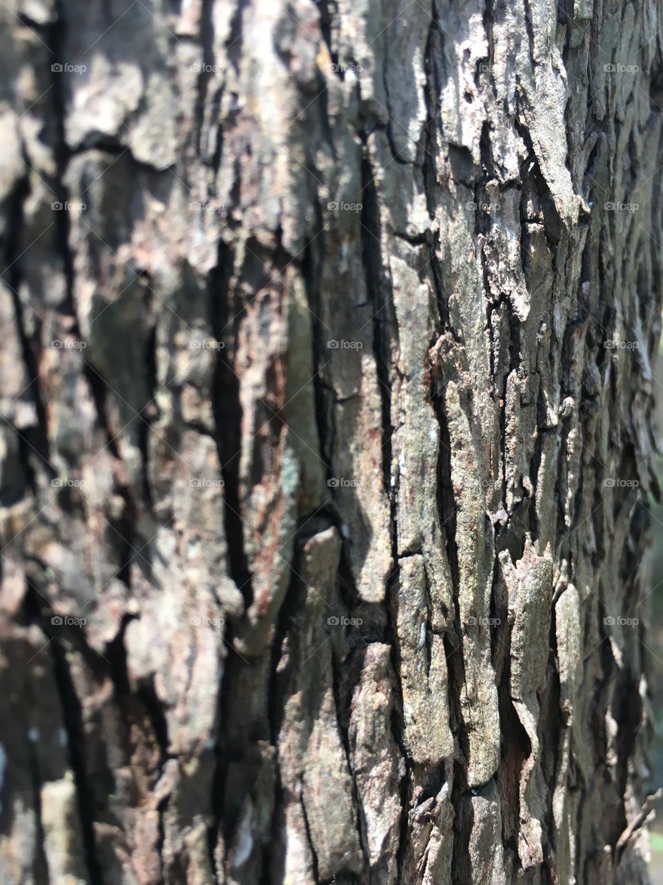 Bark, Tree, Trunk, Texture, Wood