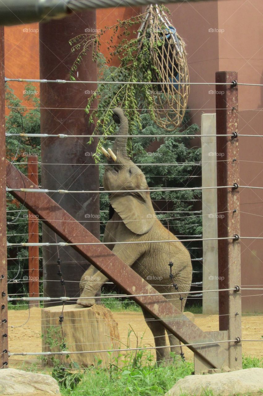 Baby elephant eating!