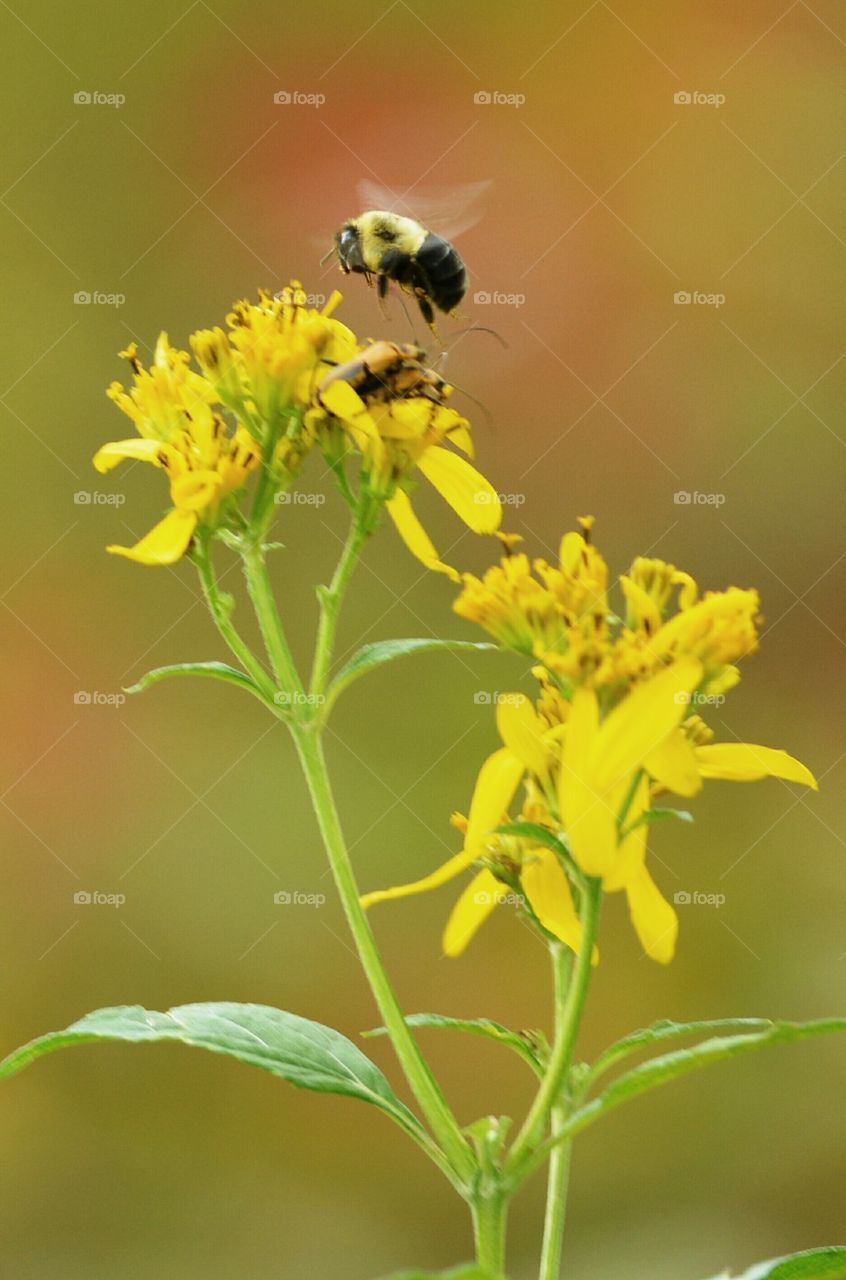 Flying Bumblebee