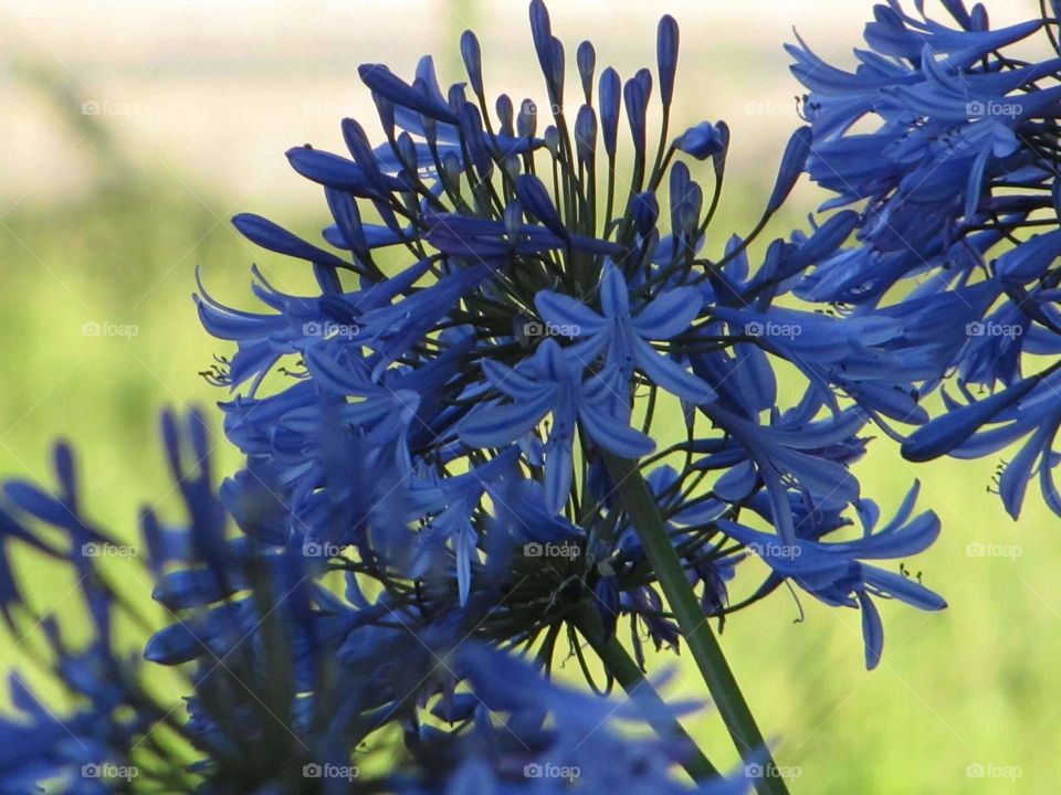 Blue Flowers
