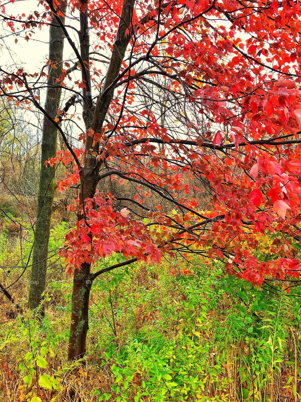 Red maple