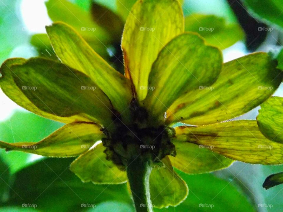 A pretty flower from a different view!