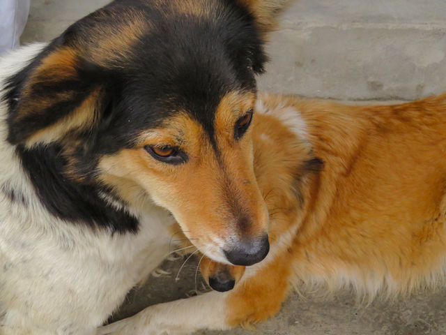 stray dogs