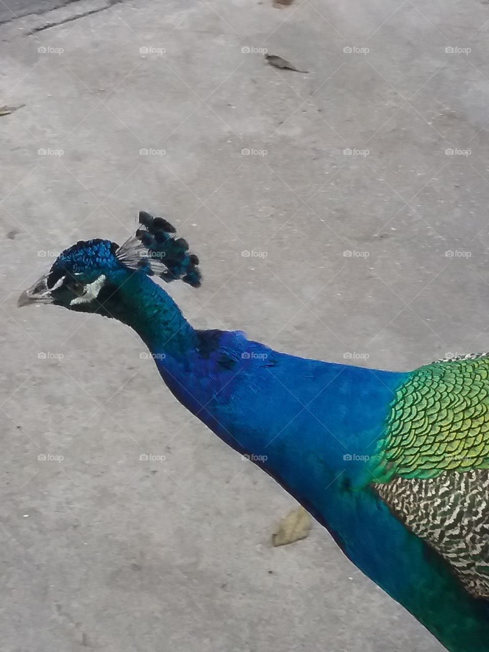 Peacock with outstretched neck