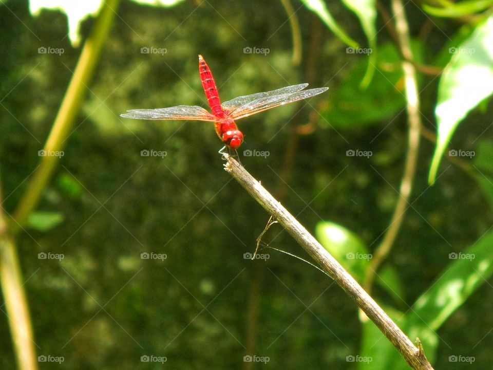 A dragon fly of Kerala, India