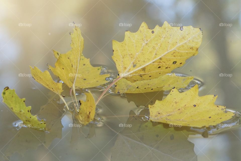 Fall, Leaf, Nature, Maple, Tree