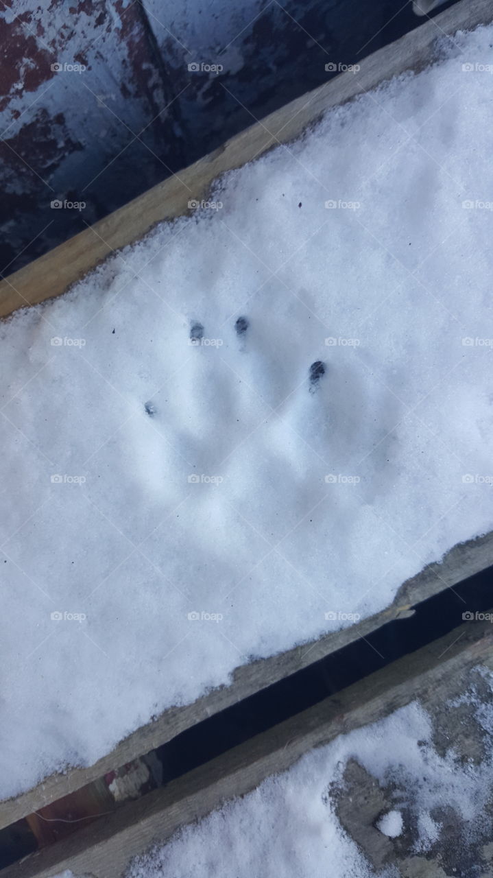 paw print in the snow