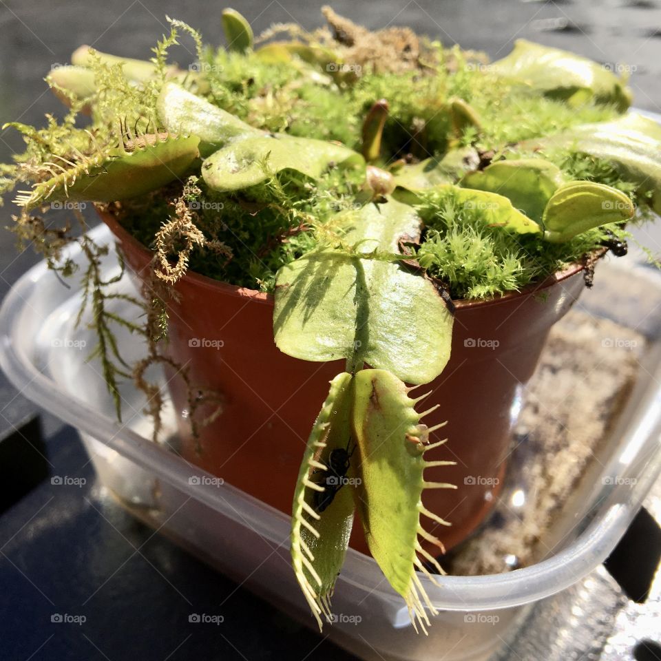 V is for Venus flytrap ... just waking up to enjoy the Spring sunshine 