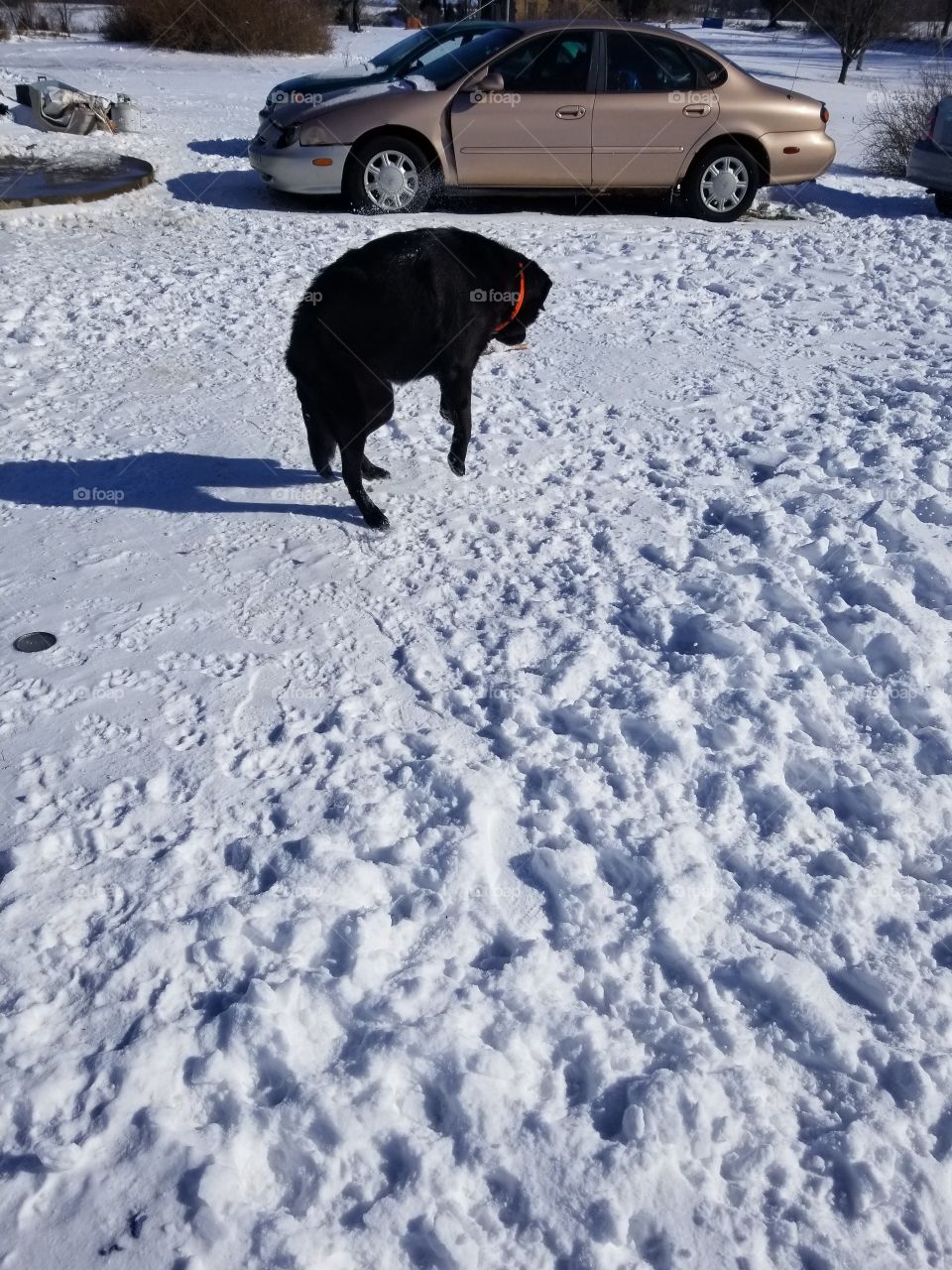 Snowball fight with Sheba! She lost!