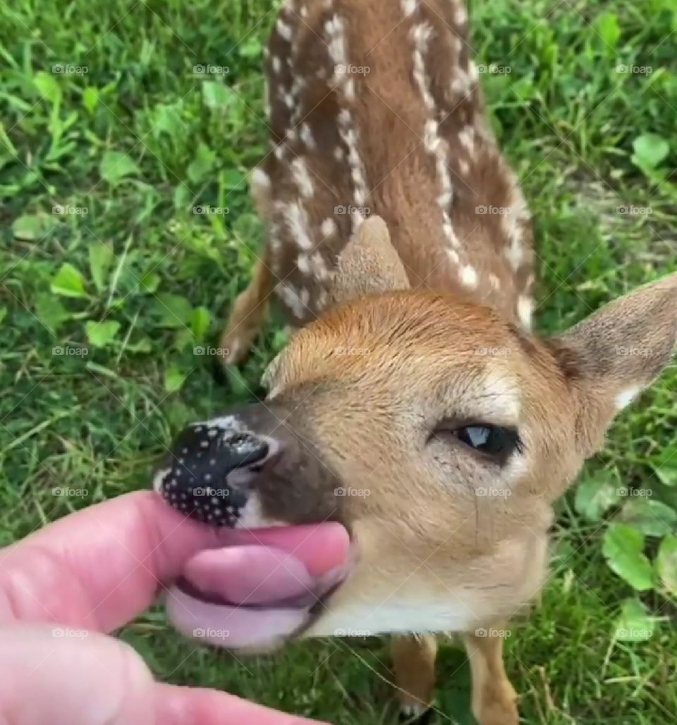 Deer