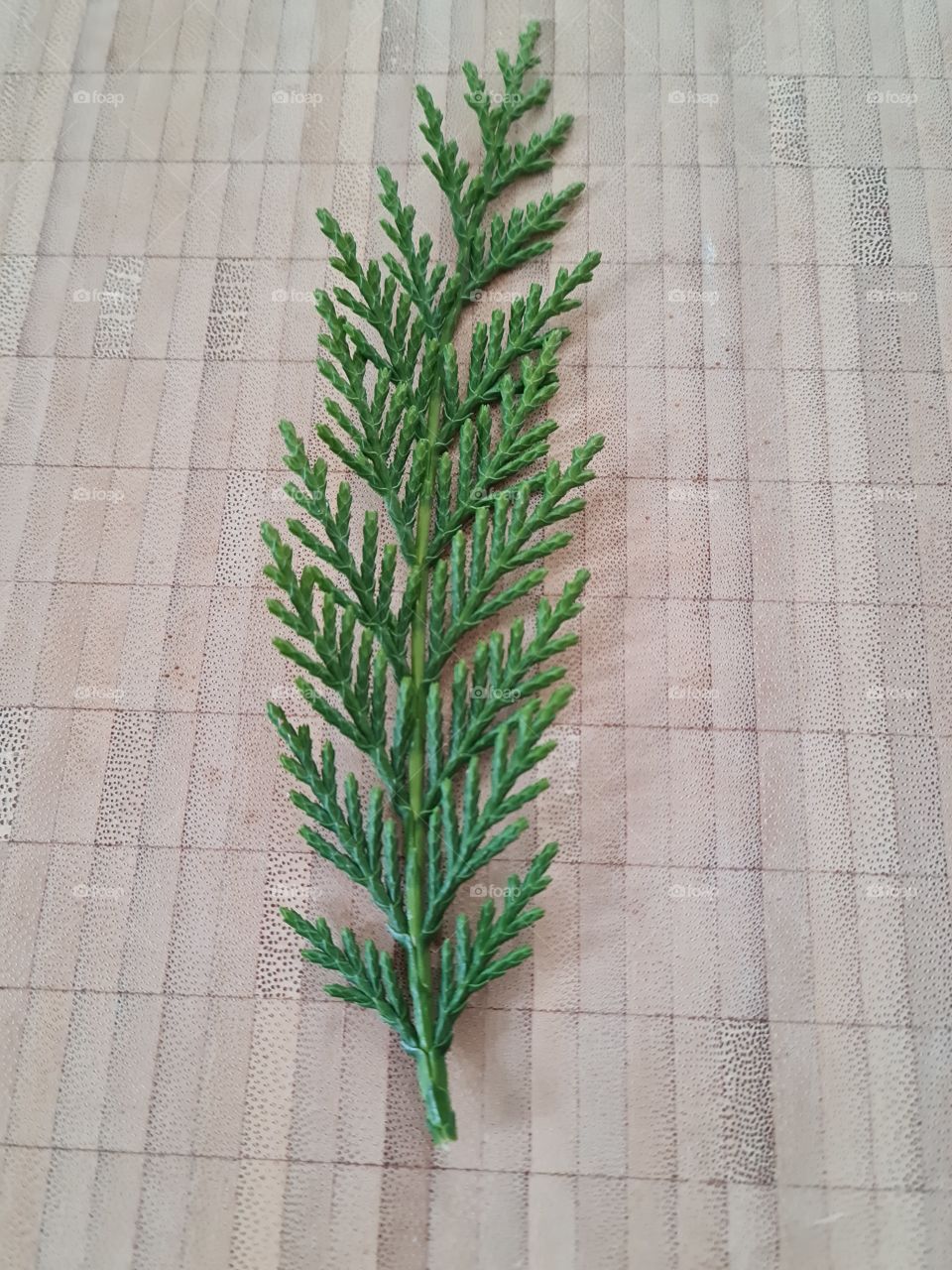 Thuja