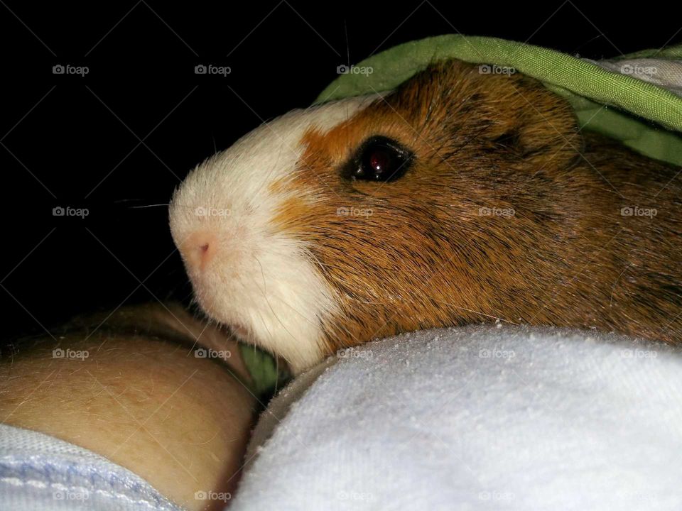 Cute Guinea pig named Toby snuggling under blanket.