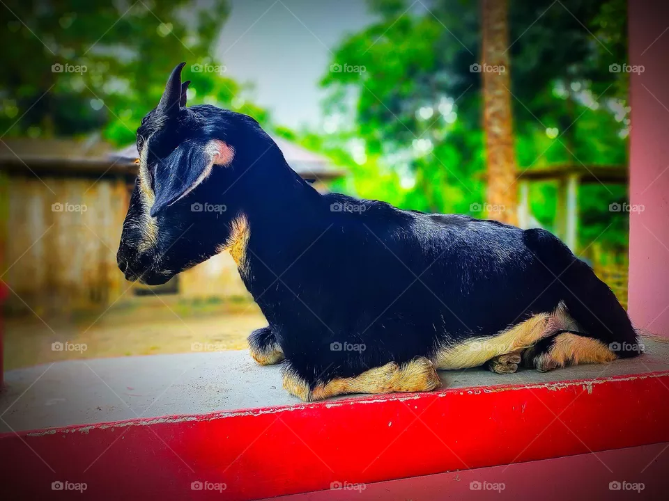 I took the picture of this goat. The picture of the goat is very beautiful.  This picture is a picture of our village goat.