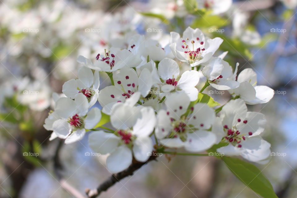 Close-up of white flower