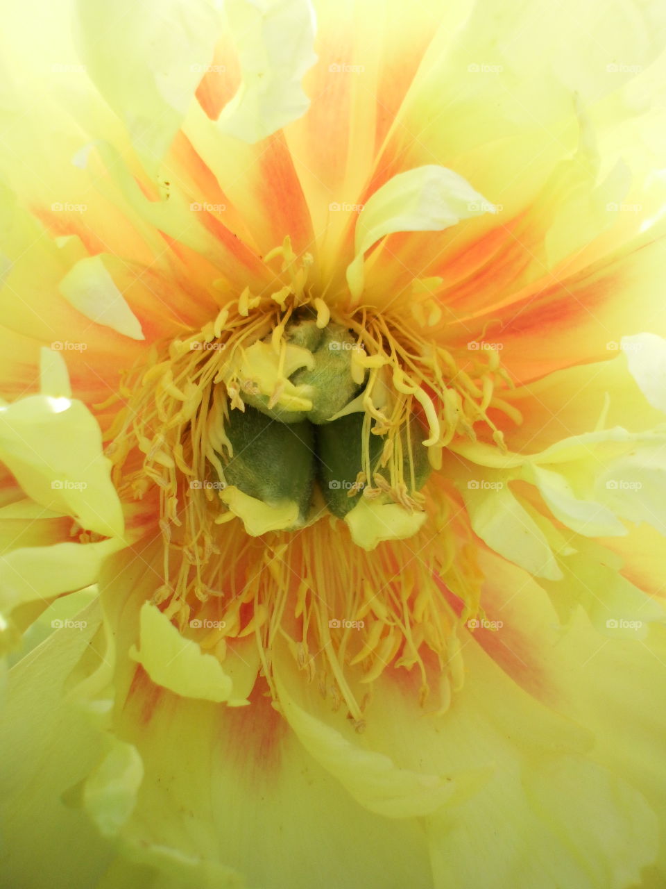 Bright bloom, flower center full frame shot back lit with sunlight shining through petals.