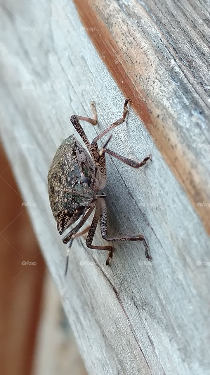 No Person, Invertebrate, Wood, Nature, Insect