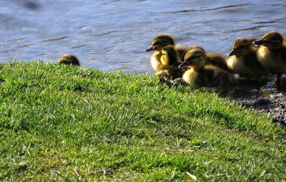 Ducklings
