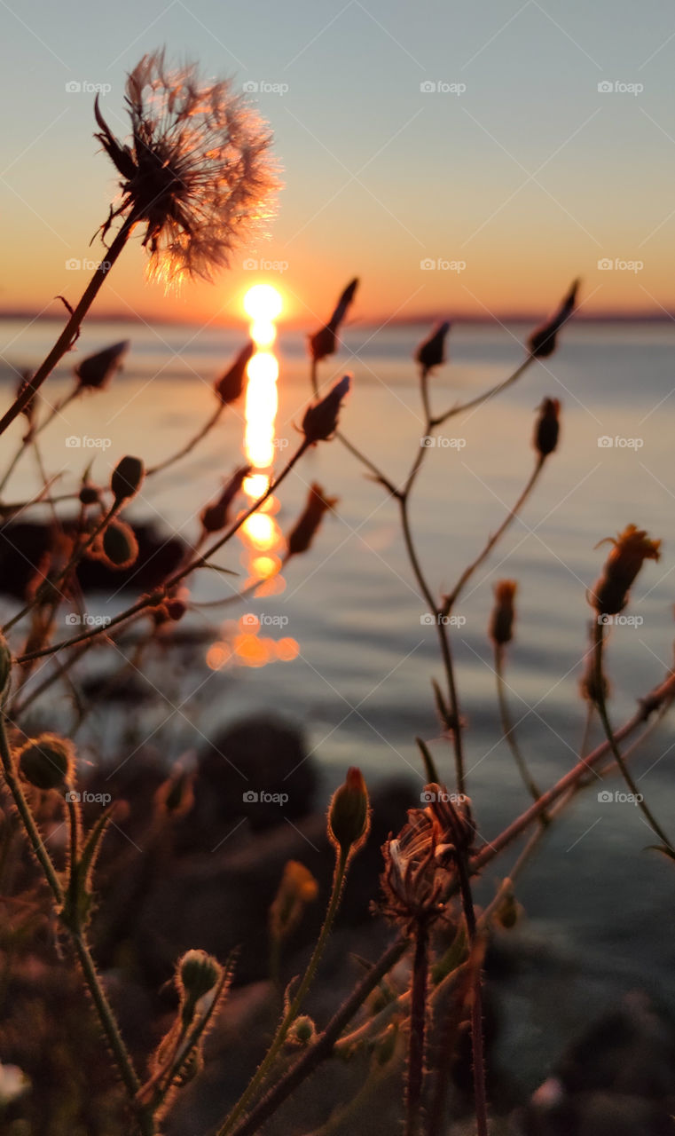 Golden hour near the river